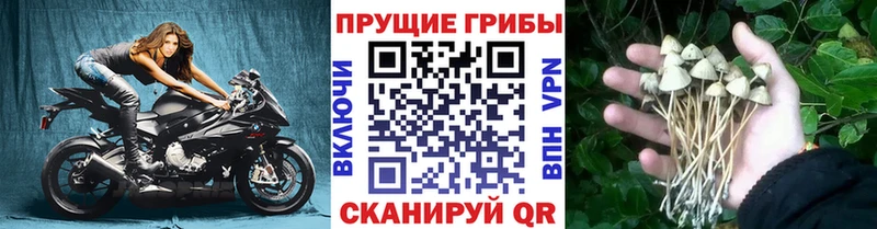 Псилоцибиновые грибы мухоморы Ефремов